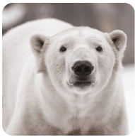 Classes-Frozen-Kingdoms